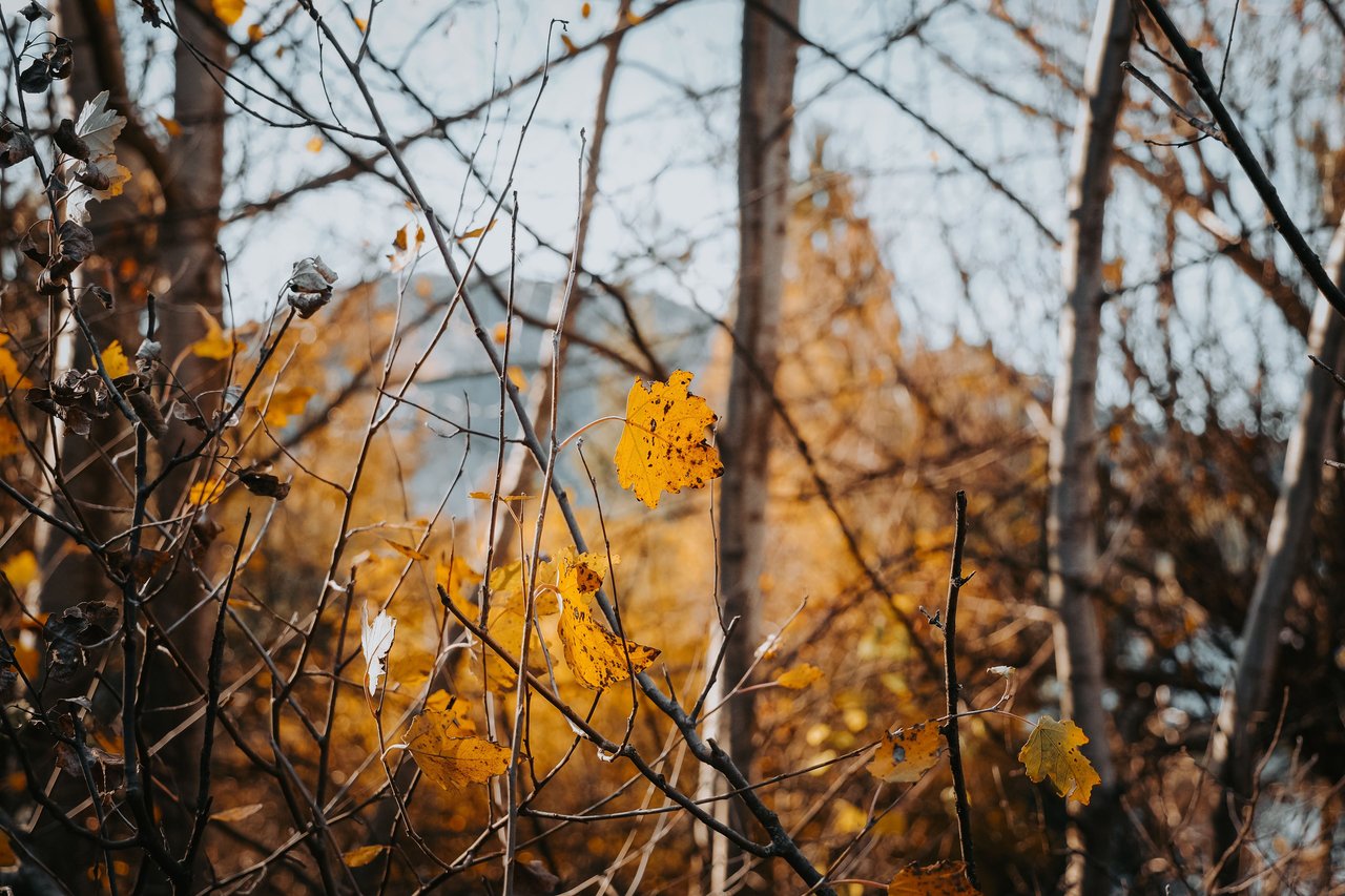 Bare branches with scattered yellow-orange autumn leaves against a blurred woodland background.
