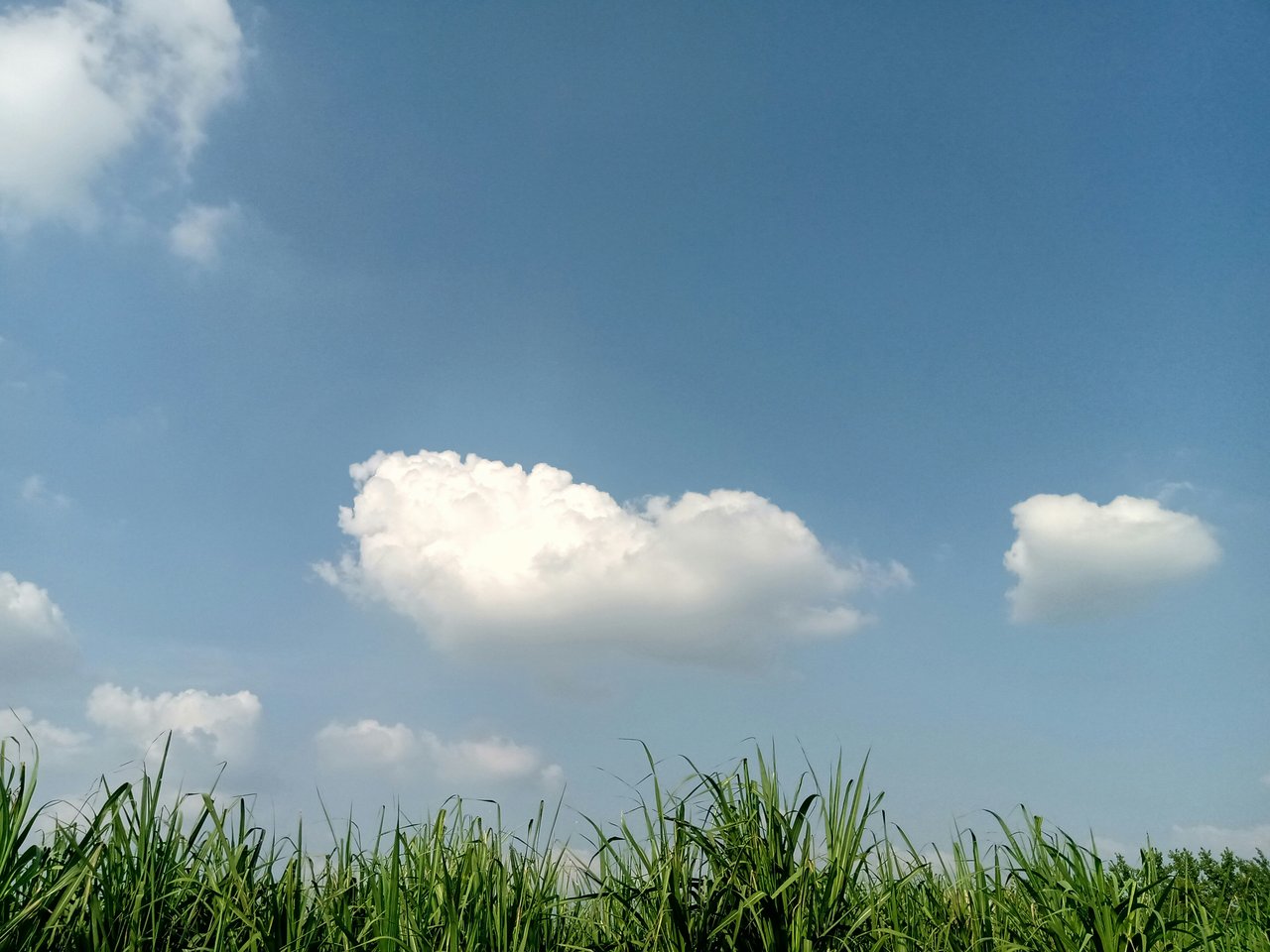 June in the Panhandle