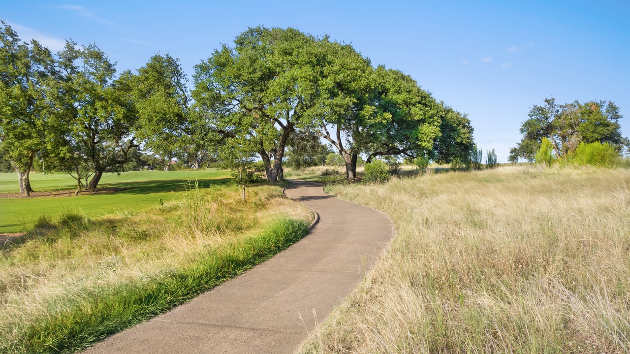 12801 Flowering Senna BND