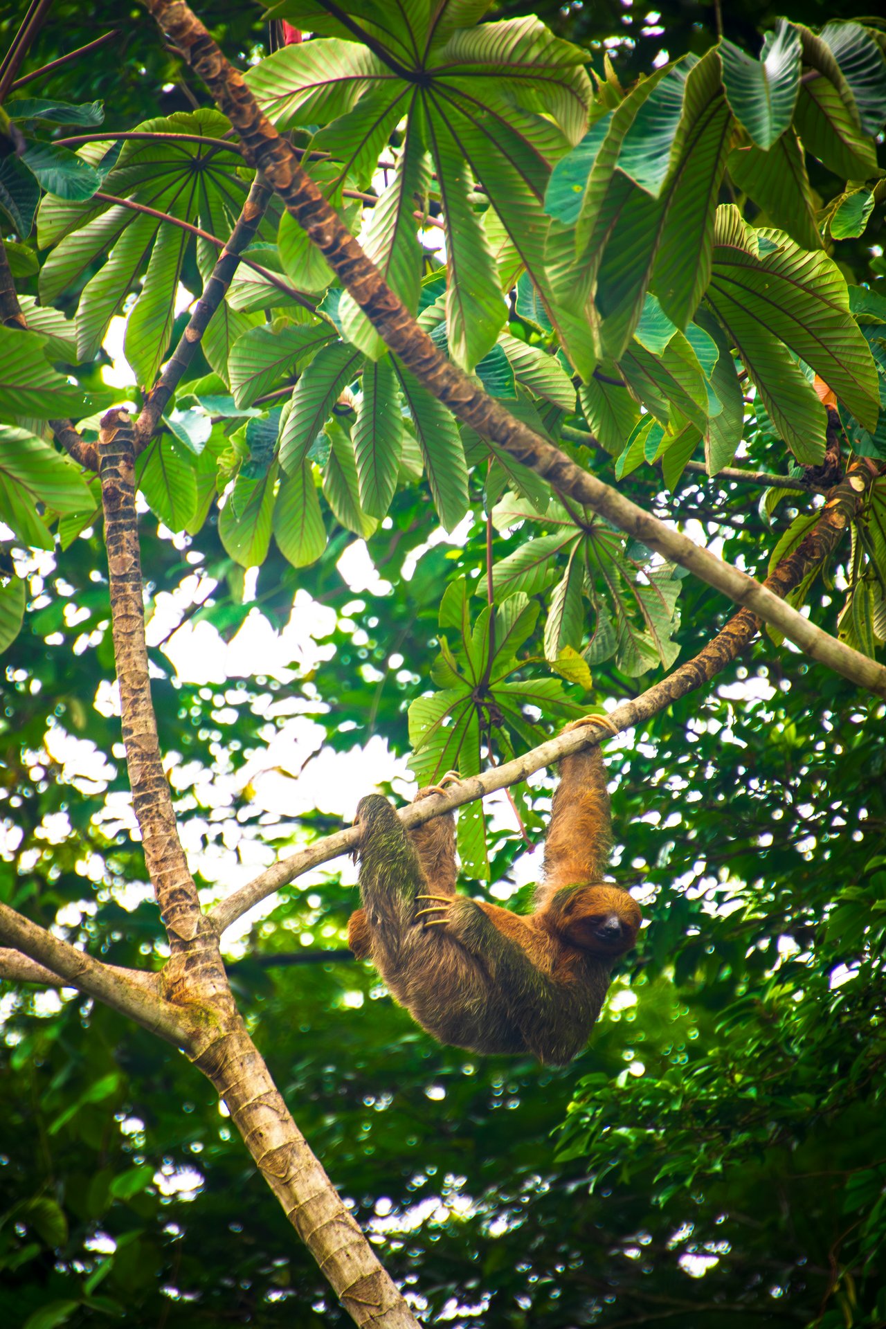 Manuel Antonio