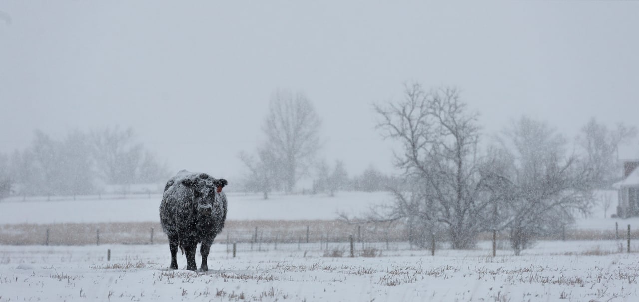 Cow standing in Snowstorm near Sheridan, Wyoming.