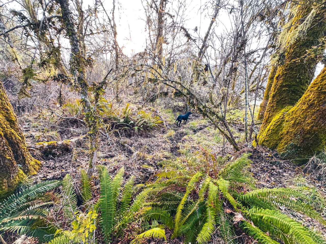 HARRIS FARM & FOREST