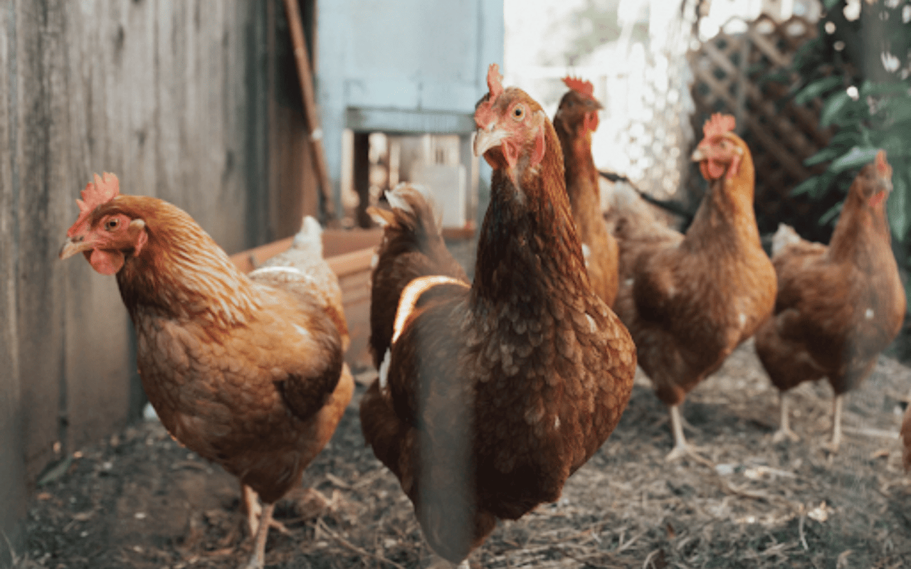 Insider Tips on Raising Chickens in Your Backyard