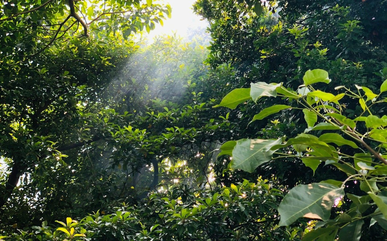 Jaguar National Park