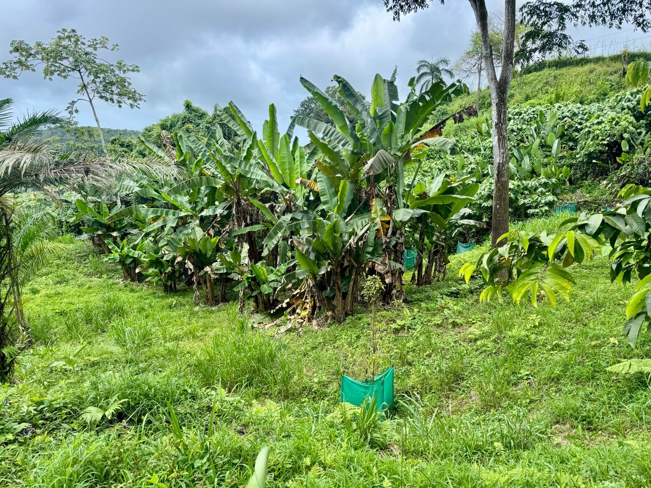 3 ACRES – Beautiful Mountain View Property, Small Ocean Window, Public Road Frontage, Multiple Building Sites, Many Fruit Trees!!!!