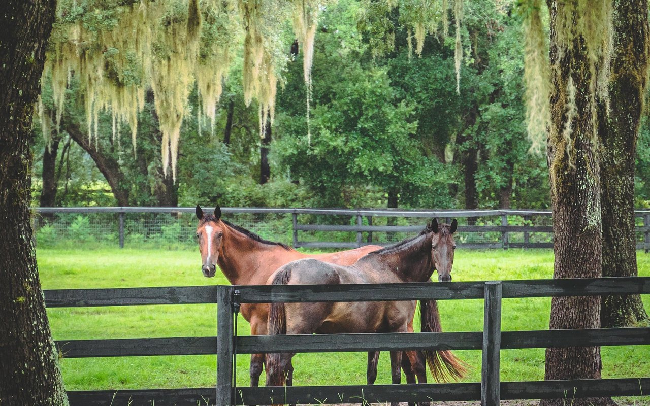 Two horses stand behind a wooden fence in a leafy, moss-draped paddock.