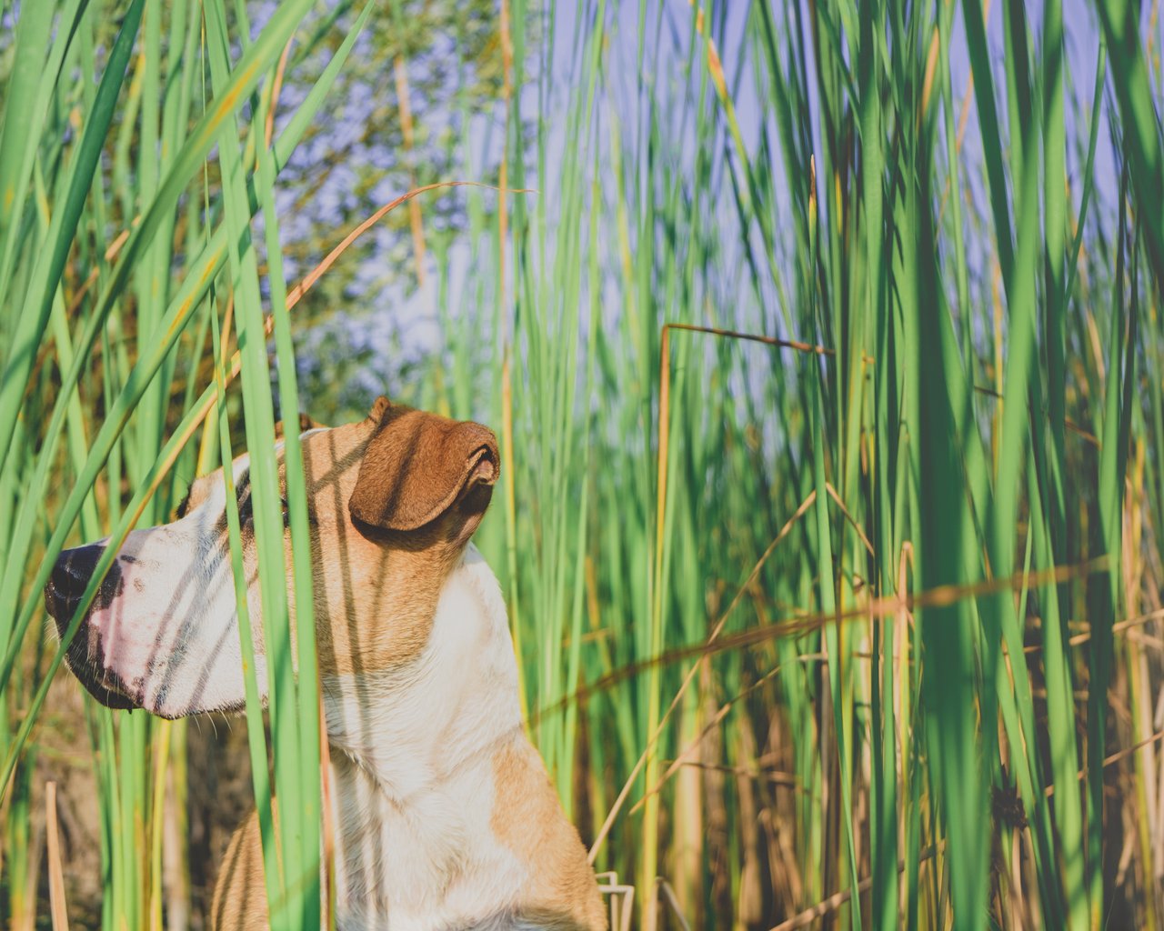 Maine Tick Season Survival Guide