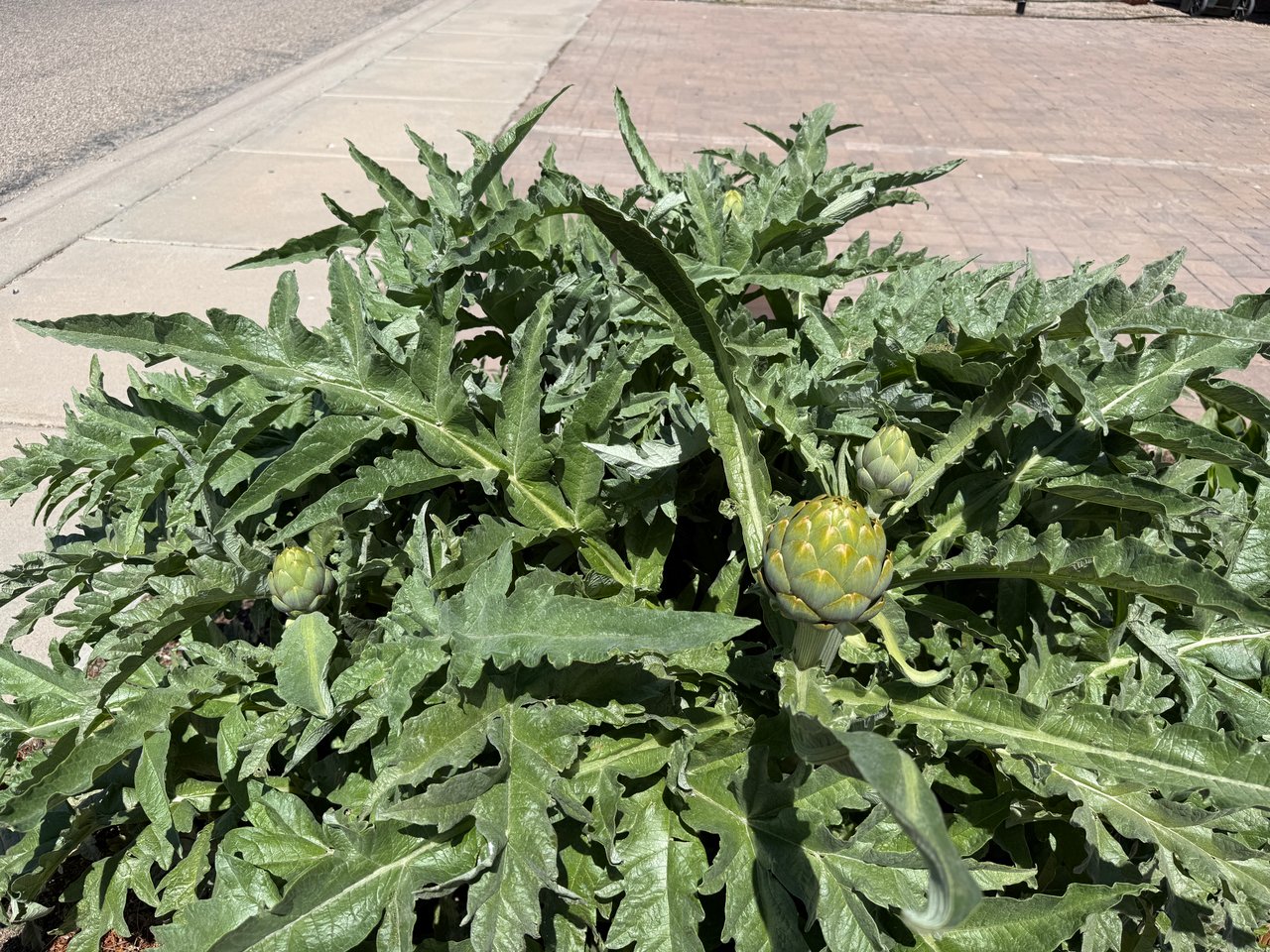 Editable Front Yard Landscaping in Kingman AZ