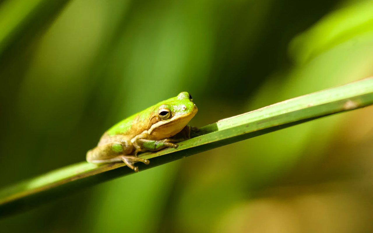 The Top Attractions in Naples, FL for Locals or Tourists