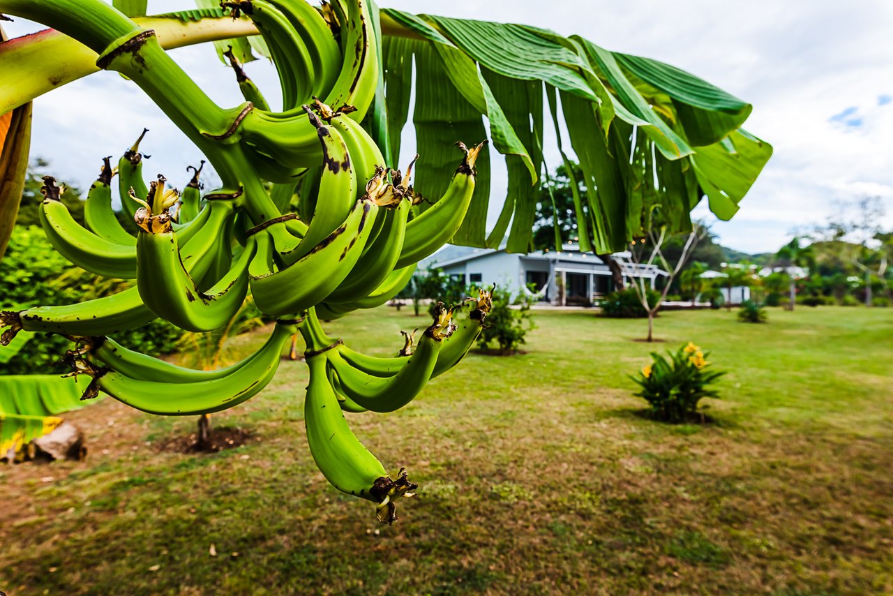 Casa Feliz | Tropical Oasis in La Josefina