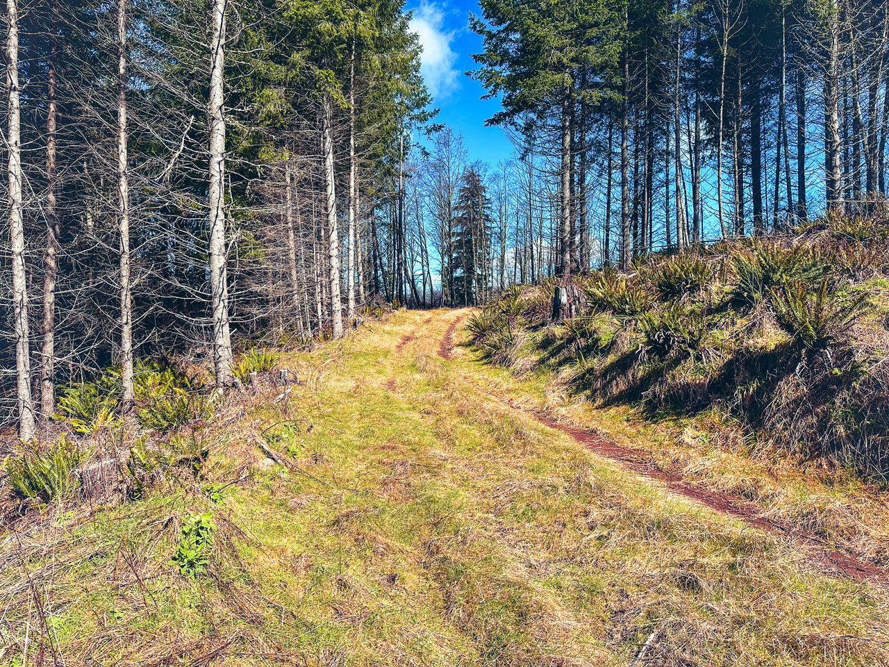 Marion Woods - Auction