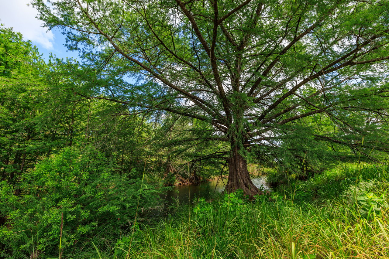 Live Oak Creek Ranch 