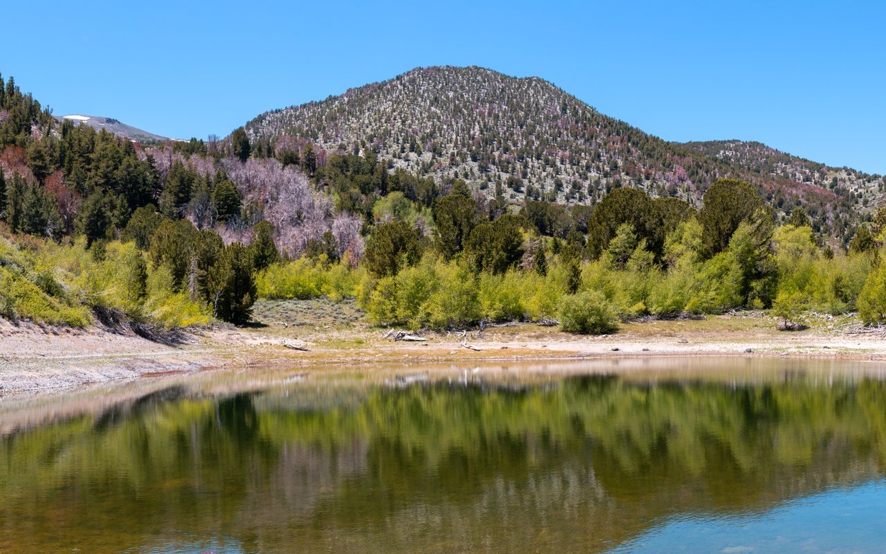 Galena Forest