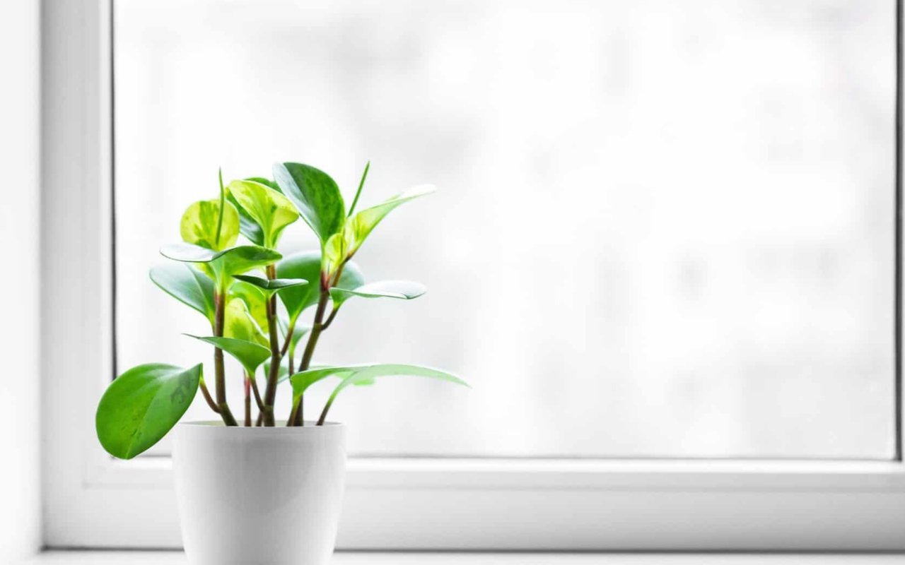 Everything You Need to Know to Get Your Home Ready for Spring