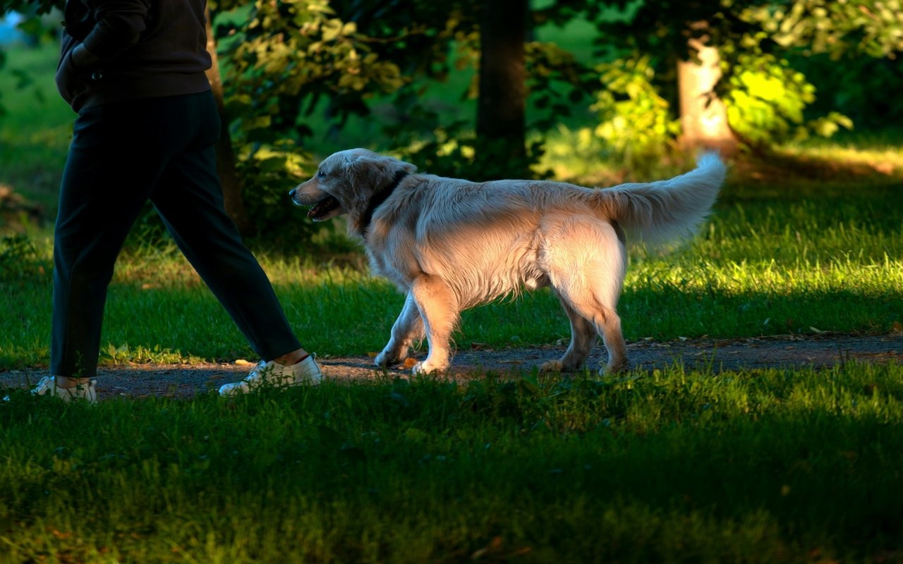 Best Dog Parks in Wellesley MA 02482