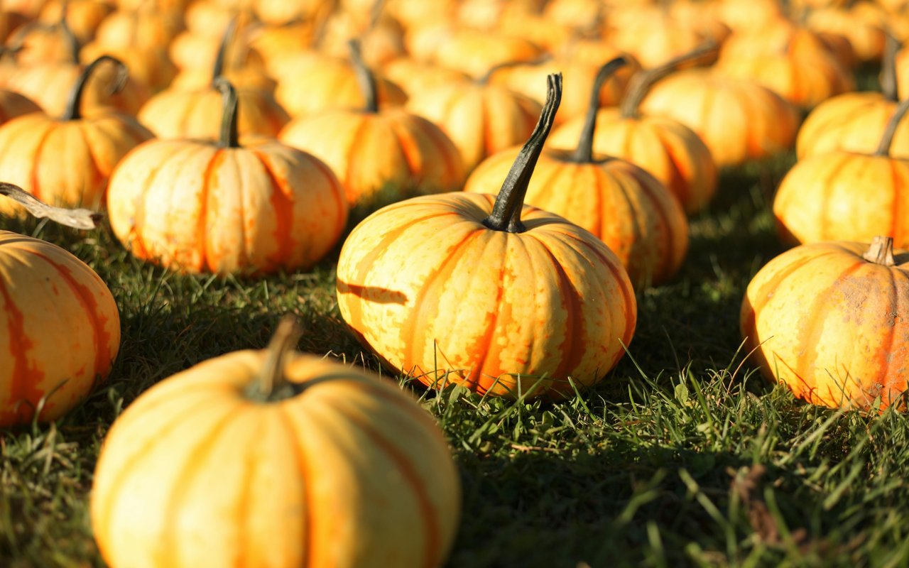 It’s the Great Pumpkin Patch, Dorsey Alston-style