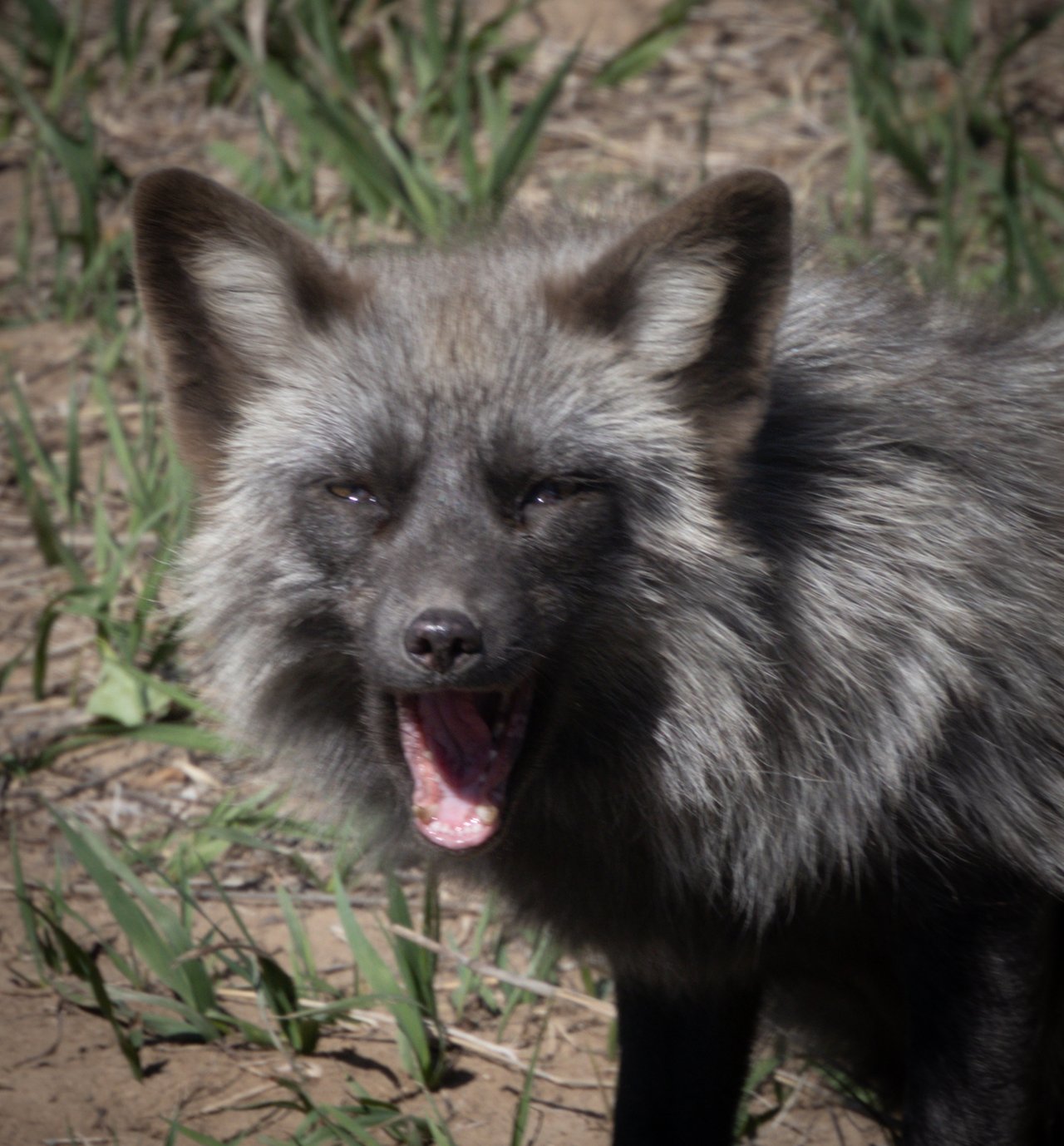Into the Wild: Monica Breckenridge’s Unforgettable Journey at The Wild Animal Sanctuary Subtitle