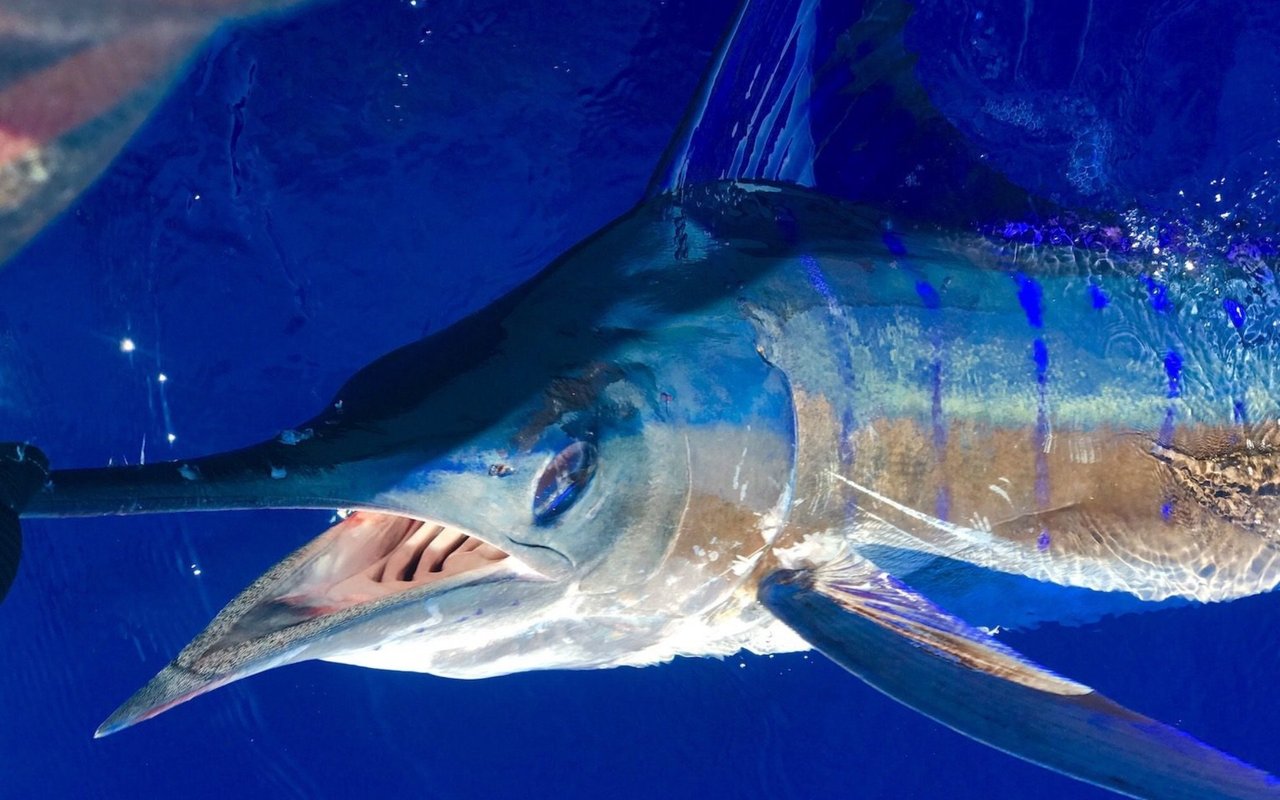 This October’s Bisbee’s Fishing Tournaments