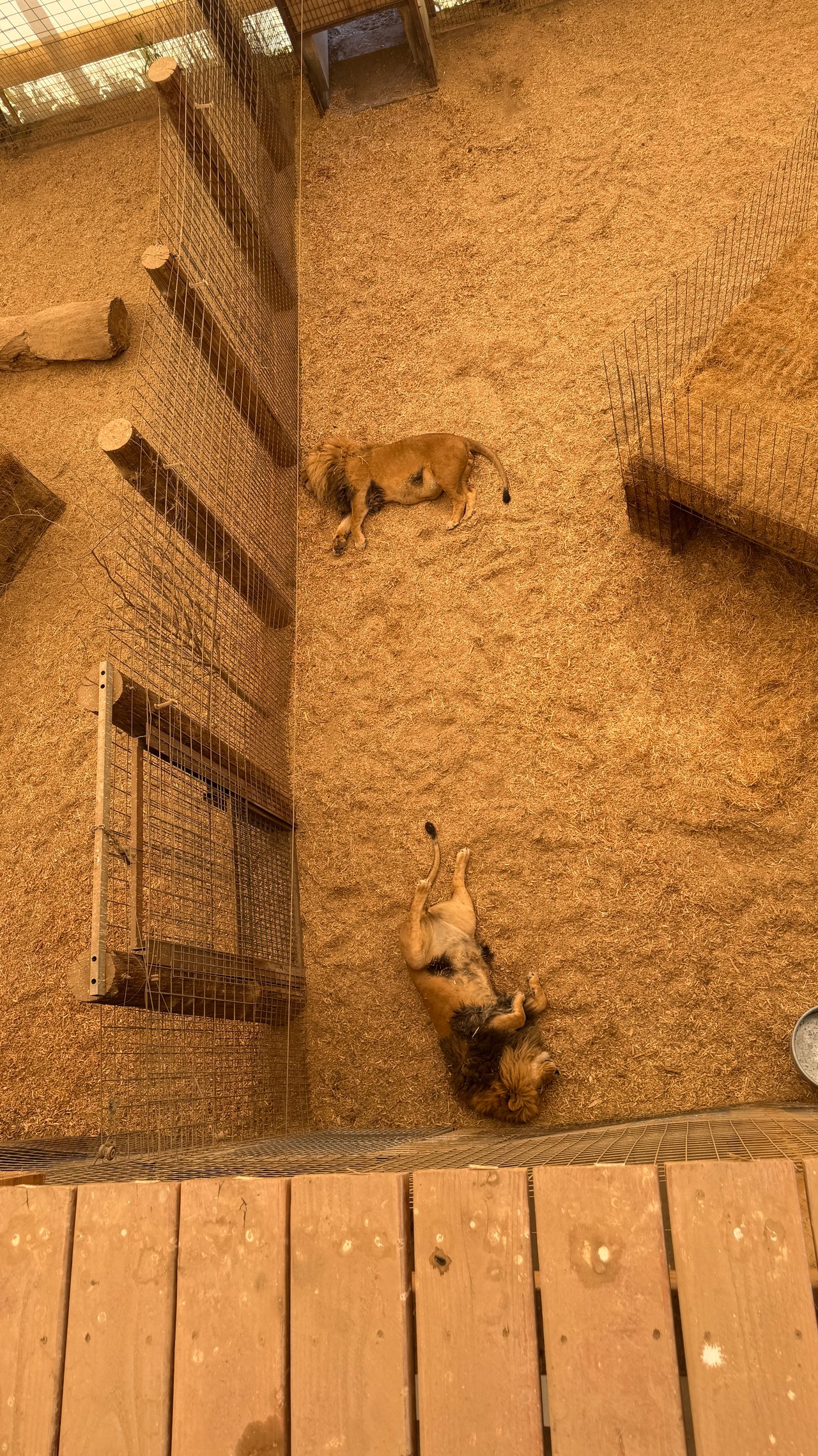 Into the Wild: Monica Breckenridge’s Unforgettable Journey at The Wild Animal Sanctuary Subtitle