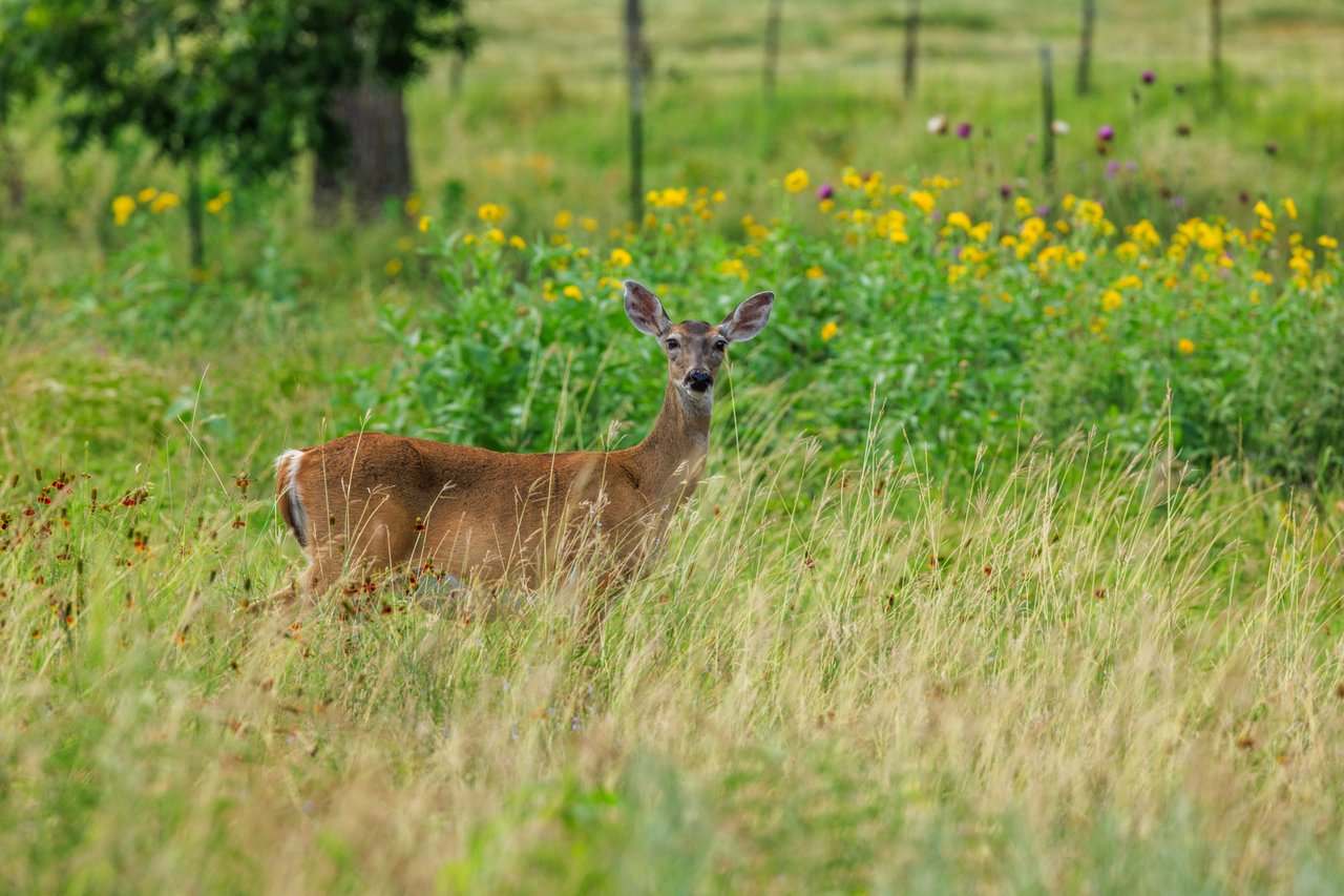 Live Oak Creek Ranch 
