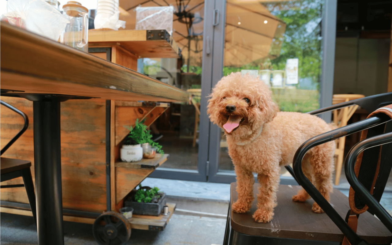 Pet-Friendly Restaurants in Uvita