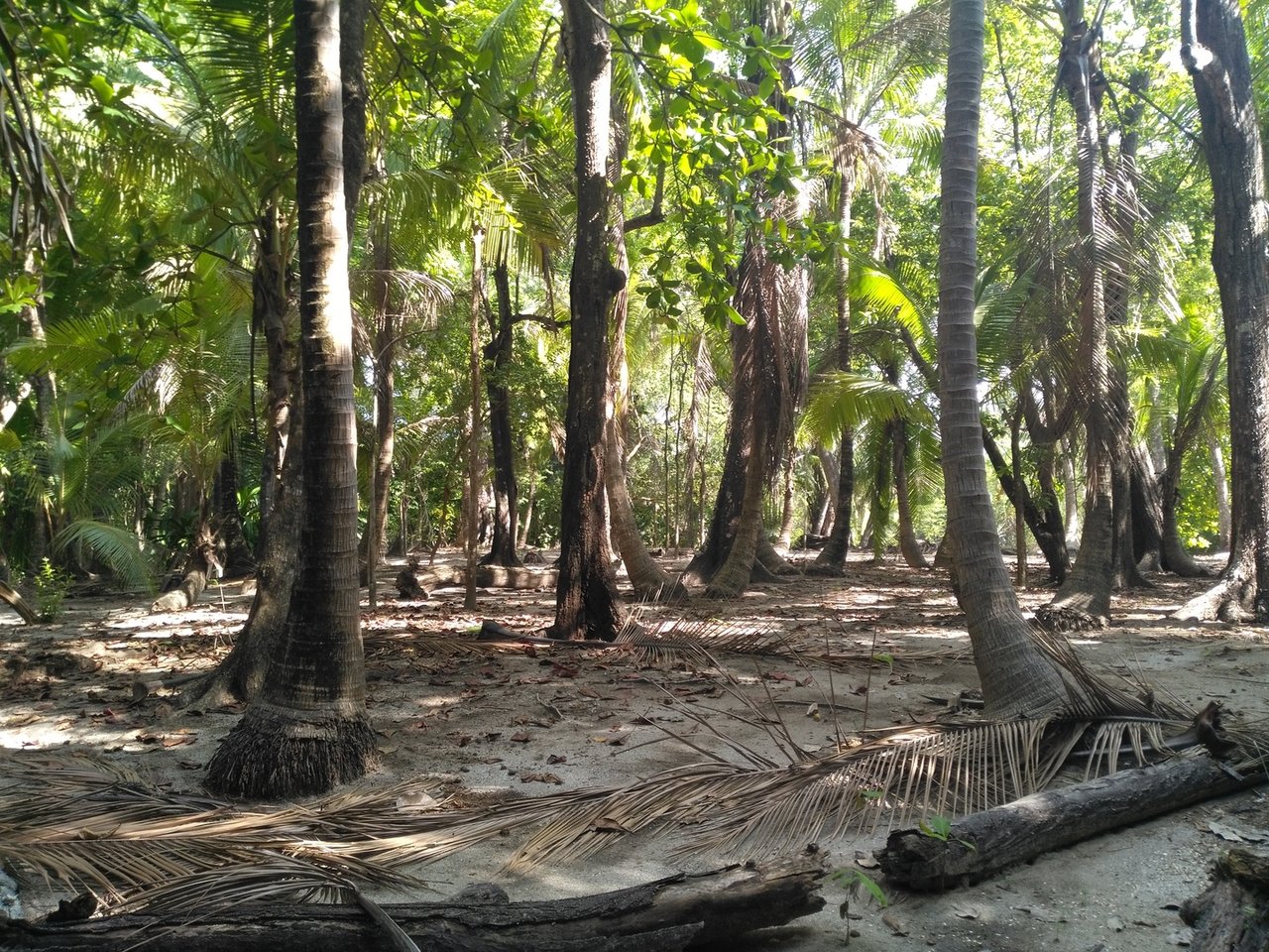 Private Secluded Beachfront Lot, Santa Teresa, Puntarenas