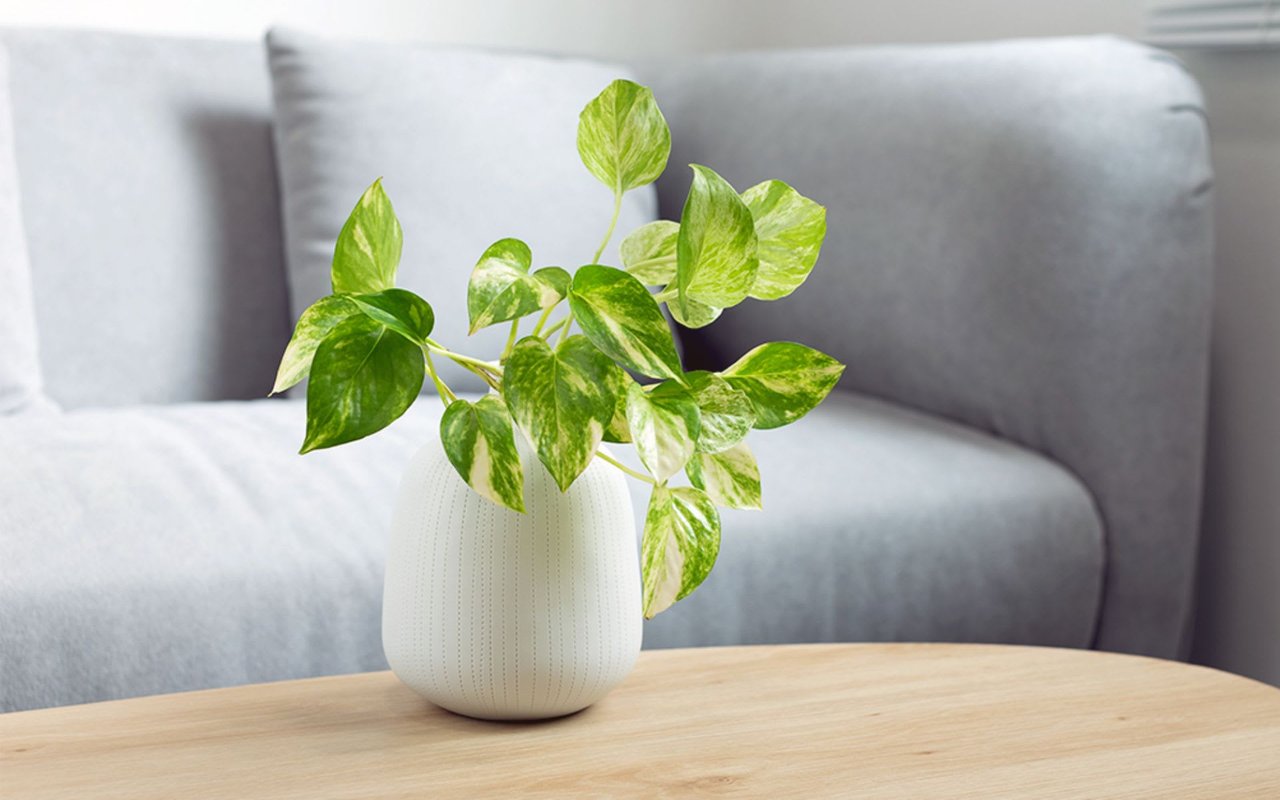 Elevate Your Space With These Simple Indoor Plants