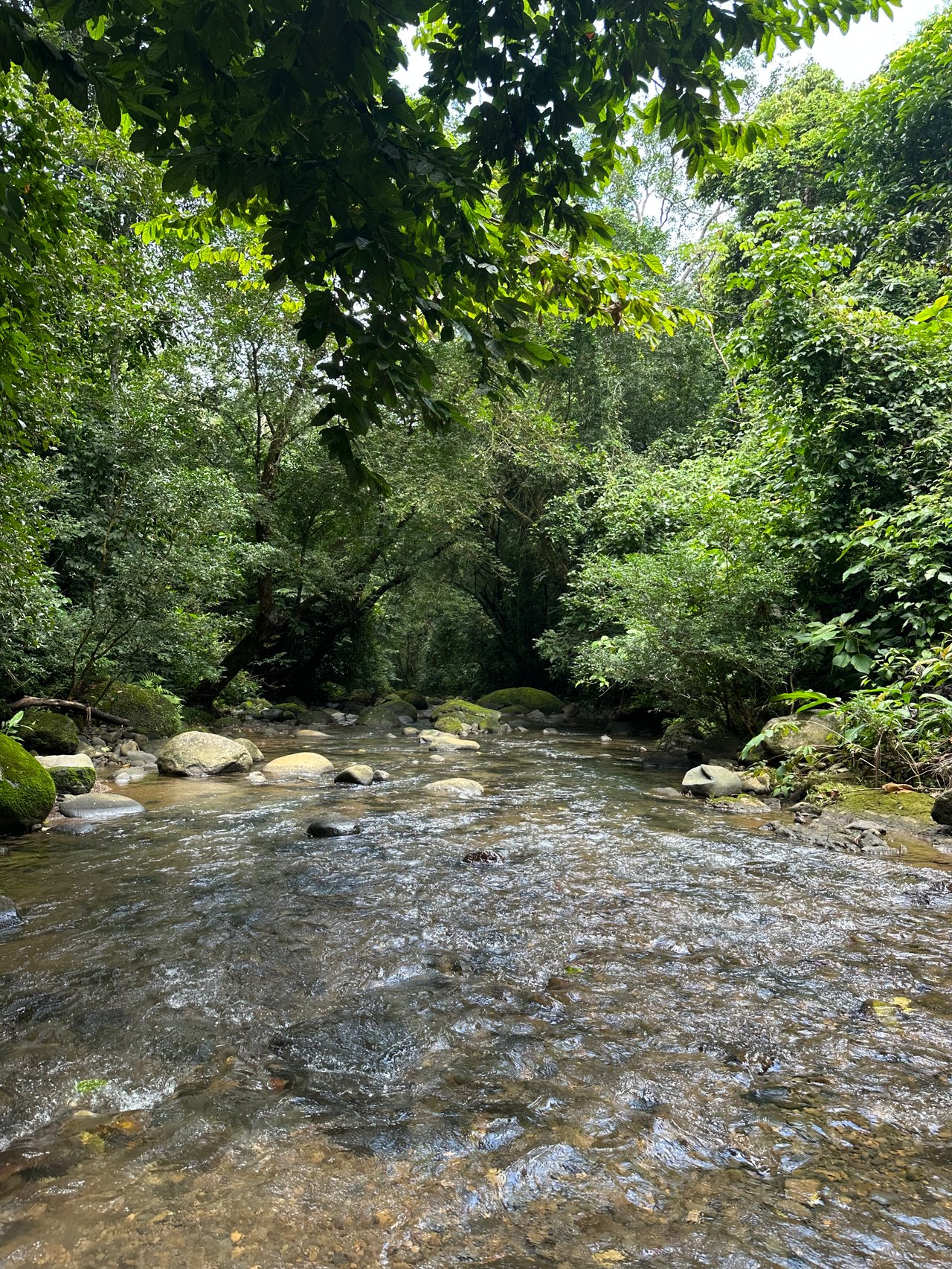 Jungle Oasis with River Frontage Near Dominical – 5.2 Acres of Pure Nature