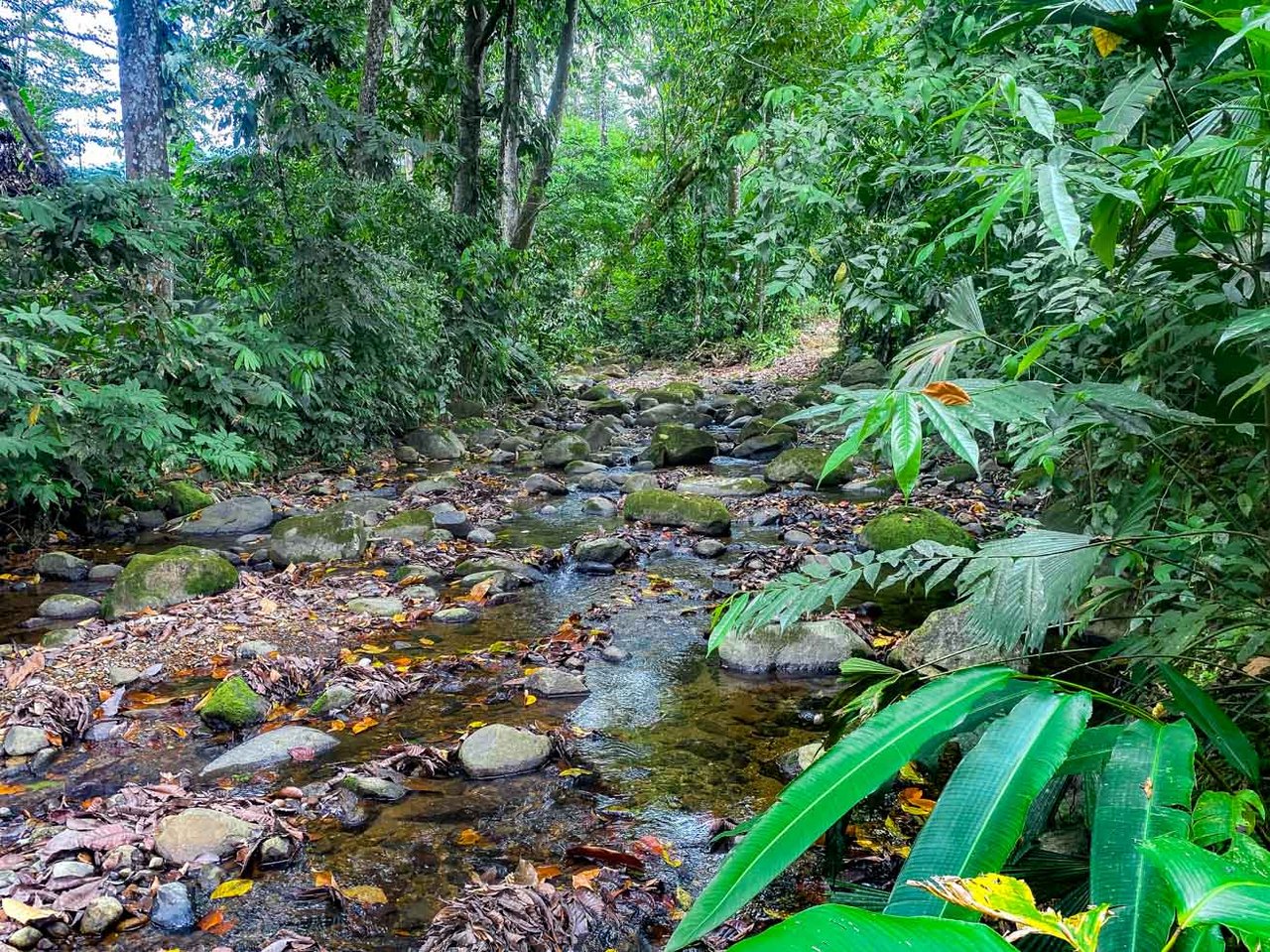 3-Bed Home on Calle Principal Ojochal with River & Jungle