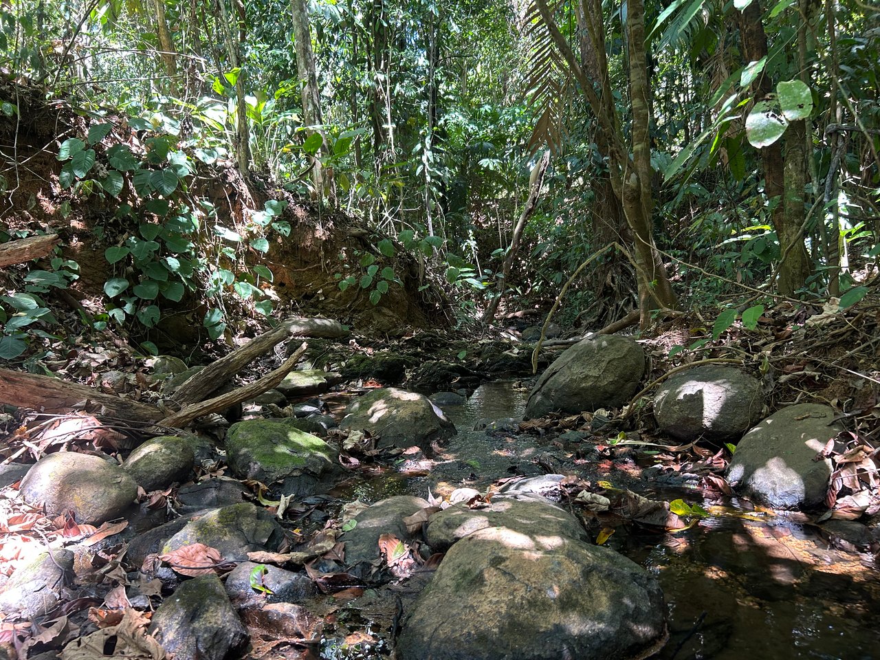 Prime 1.24-Acre Land in Matapalo / San Andrés – Ready to Build