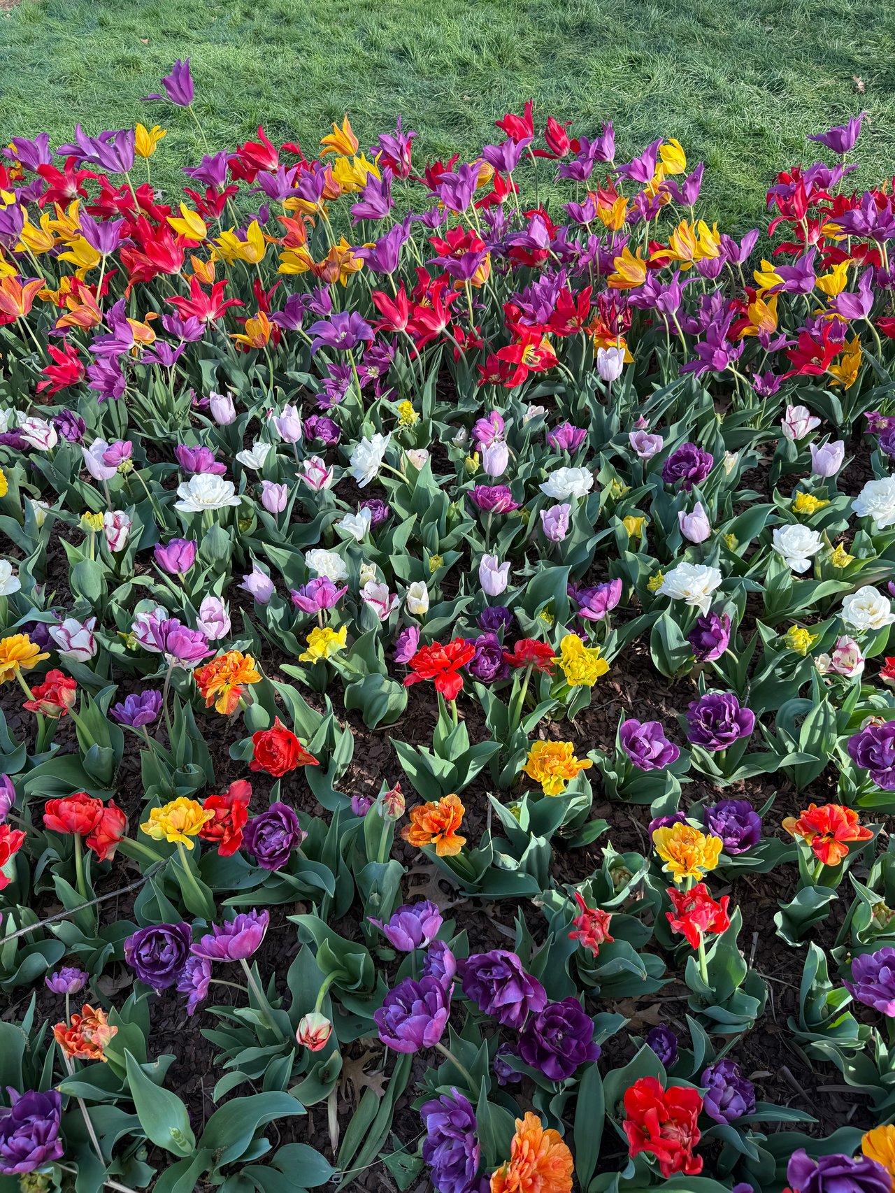 flowers blooming at myriad gardens in Oklahoma City