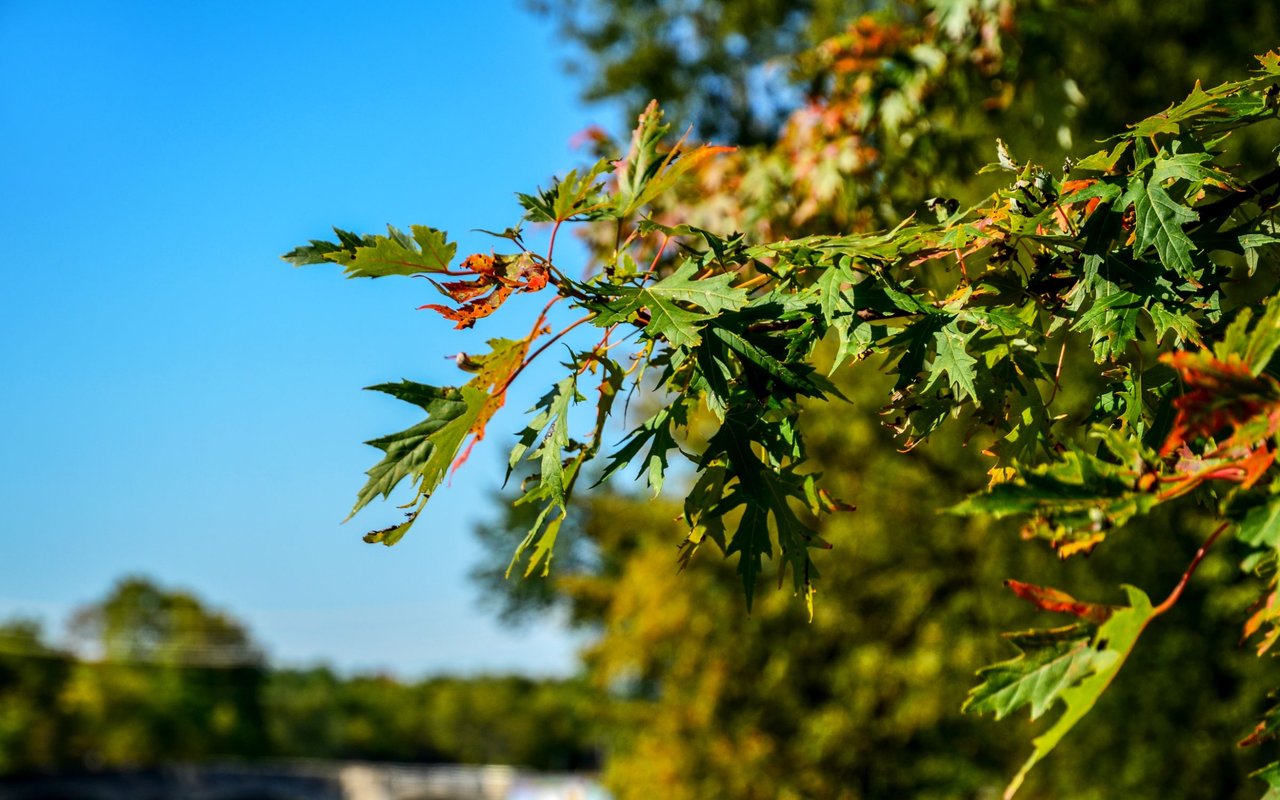 Lawrence Park