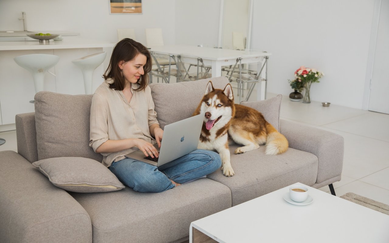 Woman using a laptop on a sofa beside a brown-and-white husky.