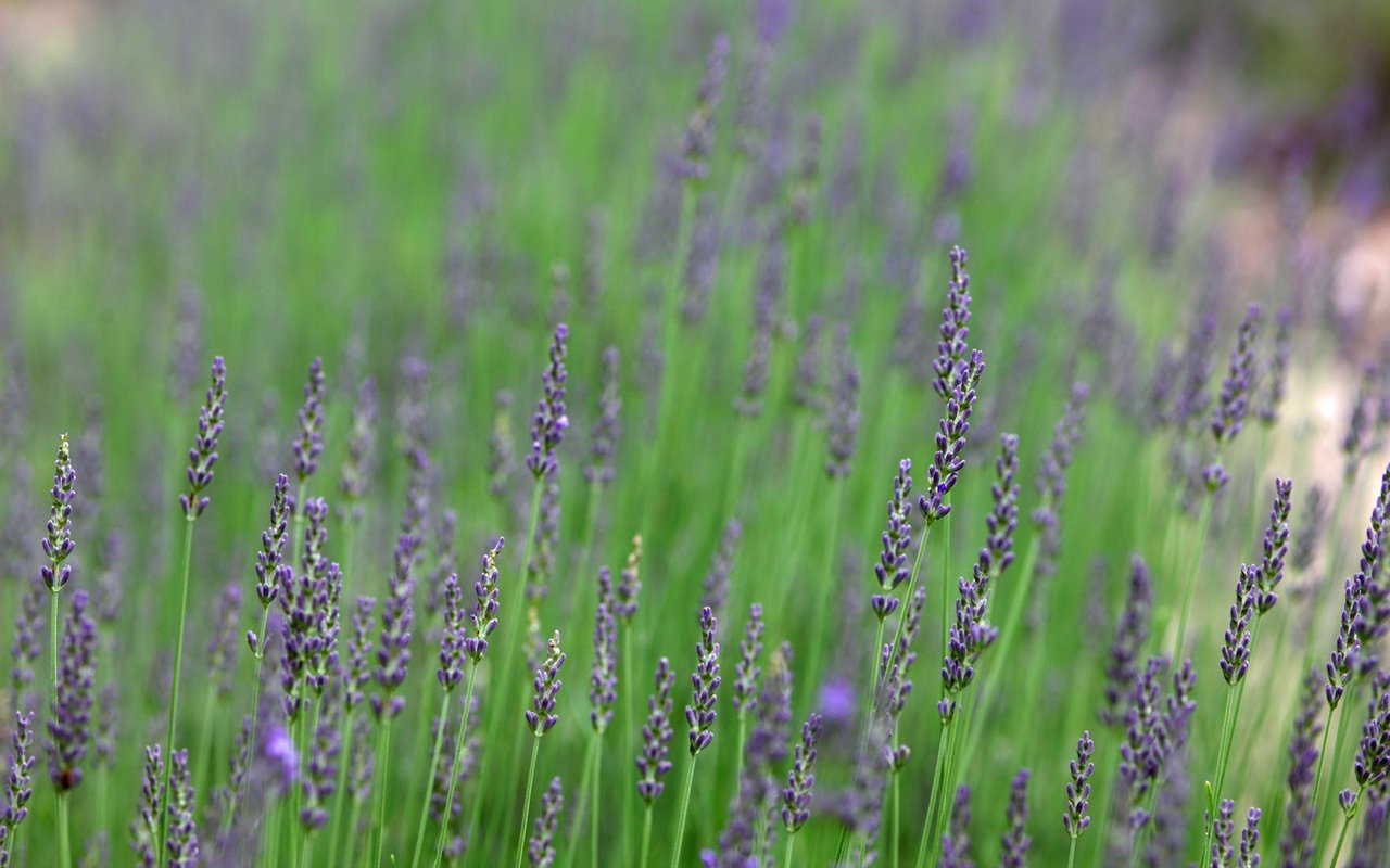Morgan Myles @Lavender Hill Farm