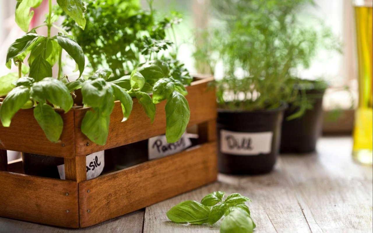 Starting Your Own Indoor Food Garden in Hartford: A Guide for Beginners