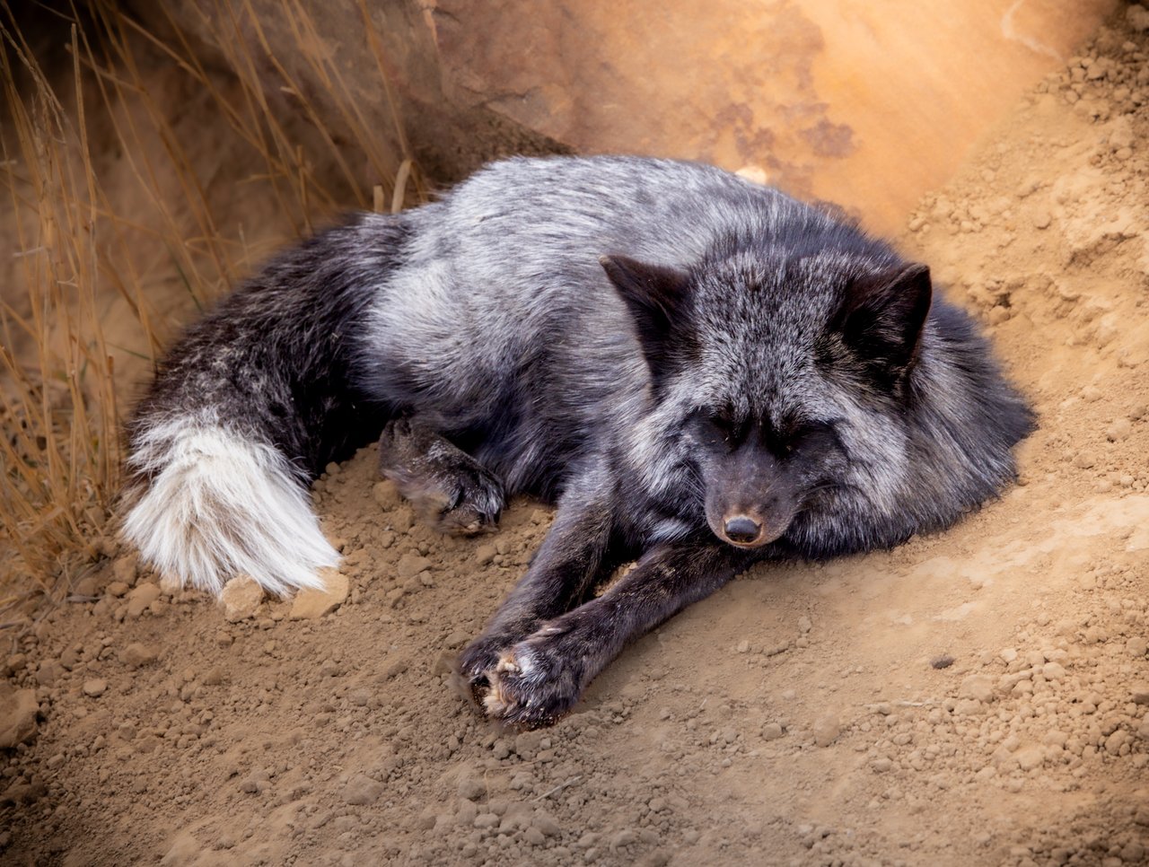 Into the Wild: Monica Breckenridge’s Unforgettable Journey at The Wild Animal Sanctuary Subtitle
