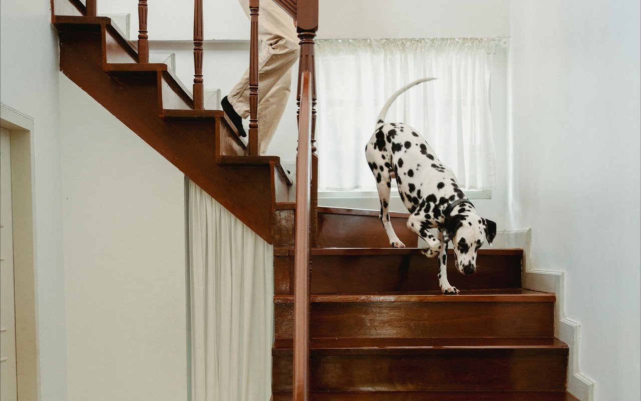 Dalmatian carefully stepping down a polished wooden staircase in a bright home.