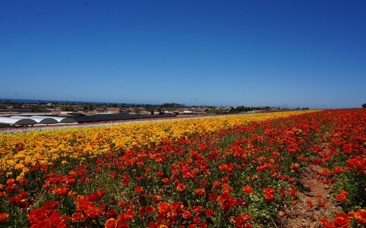 Carlsbad