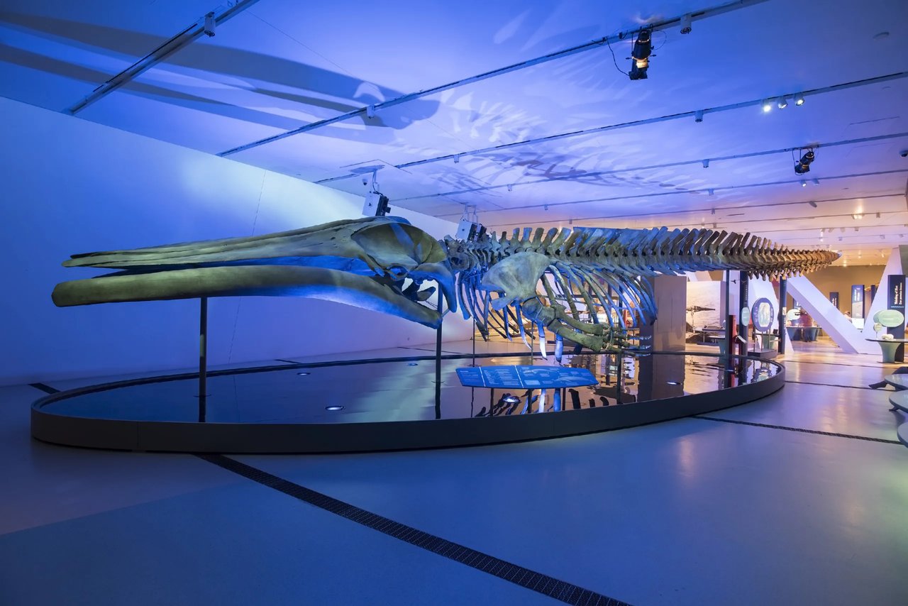 Make the most of a summer in St. Louis at the Saint Louis Science Center