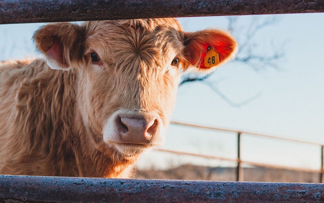 Brylan's Journey to Grand Champion Bred & Fed Market Beef: A Testament to Hard Work and Responsibility