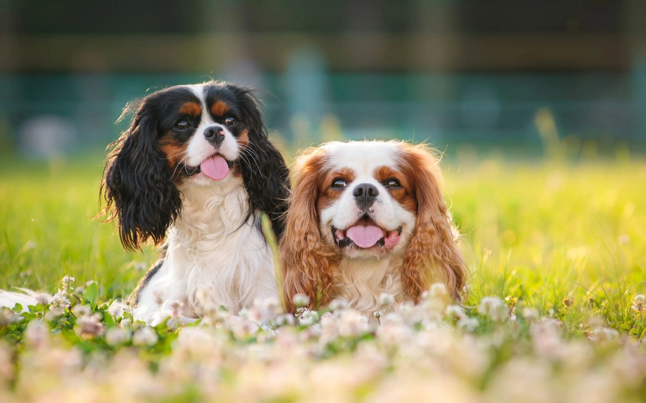 Tips for Selling a Home With Pets: A Guide for Pet Owners