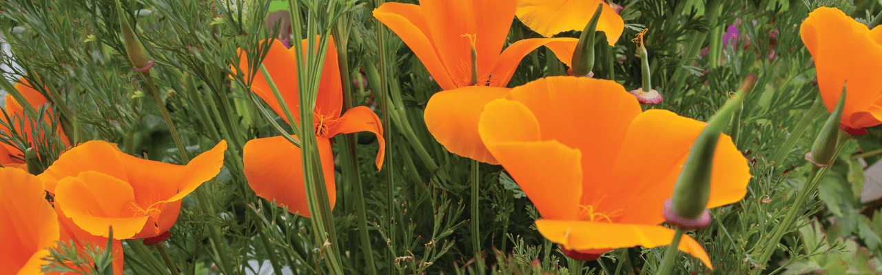 Glimmer in the Garden | Tales of the California Poppy