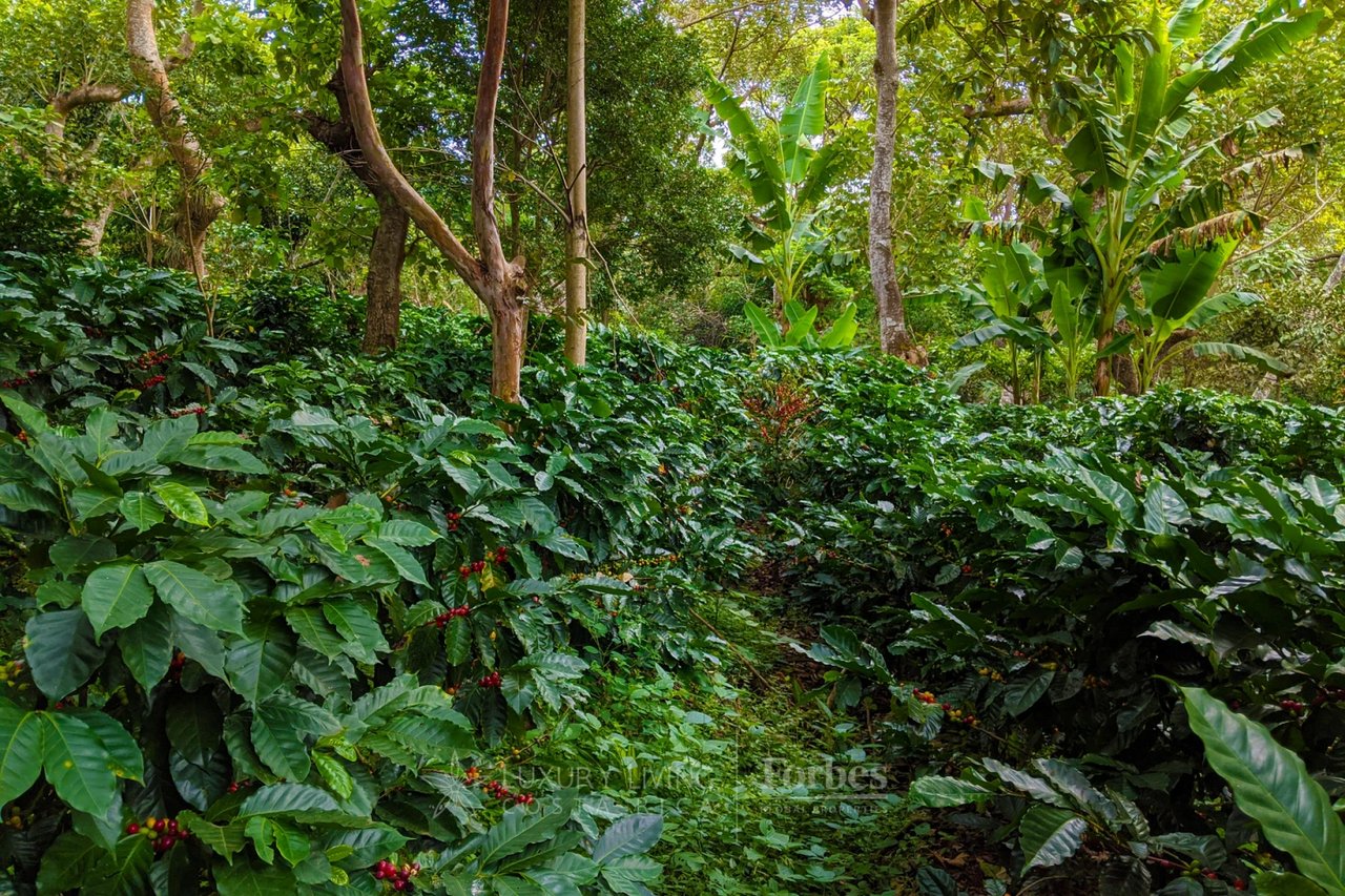 20646 - Boutique Hotel for Sale in the Mountains of Heredia