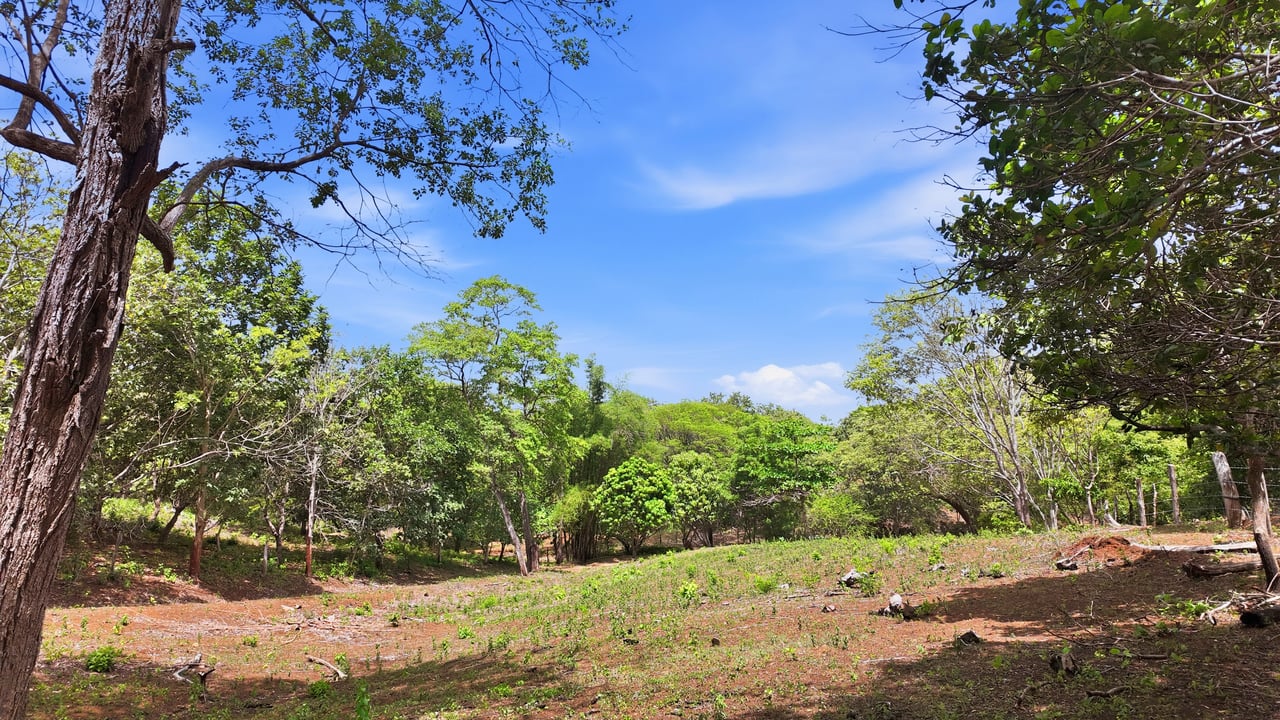 3.4 Acres of Quiet Country Living | 12 minutes from the Beach - Tempate 