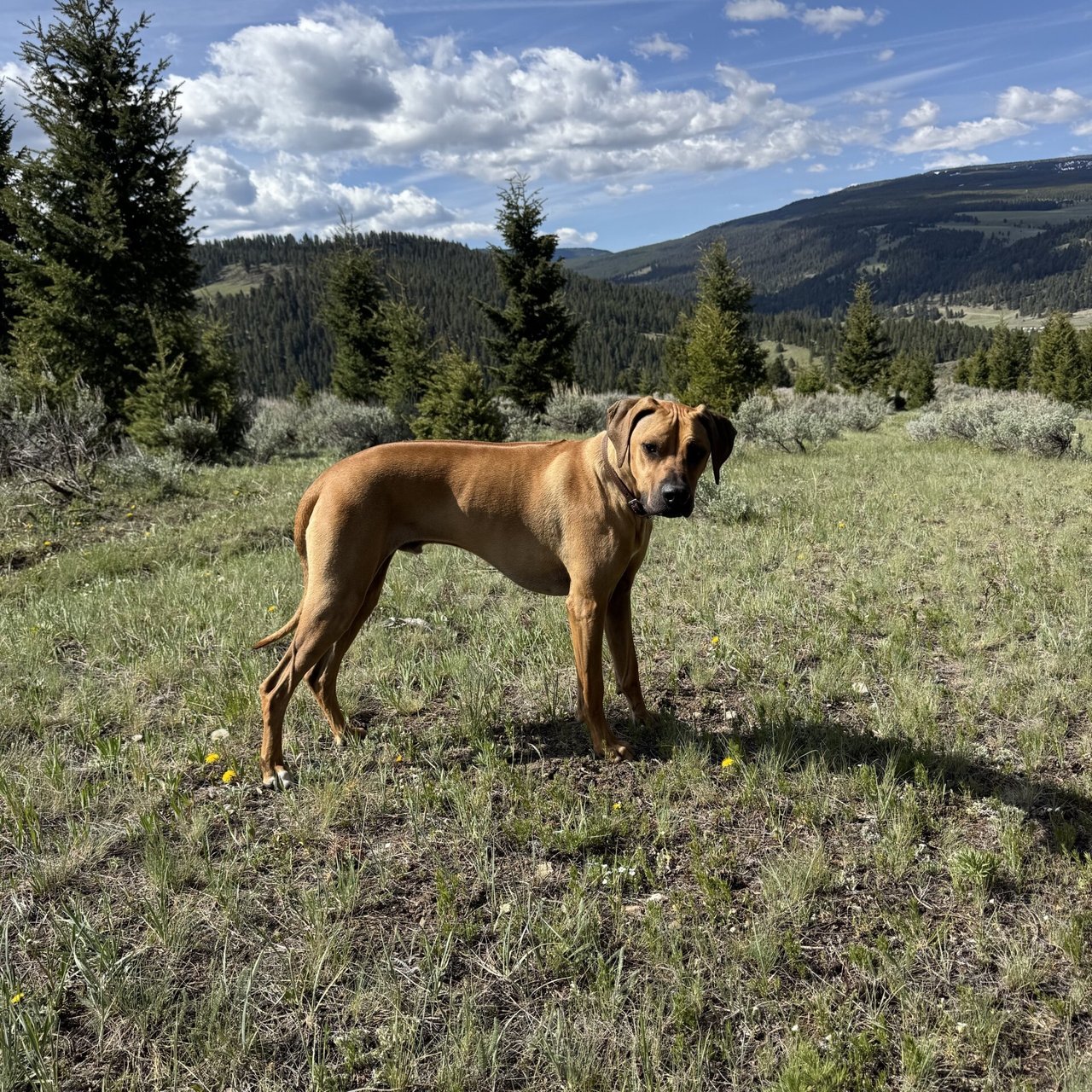 Big Sky Spring | May 2026