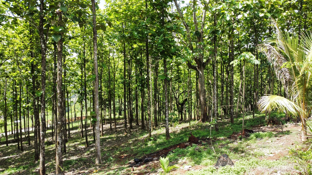 7-Hectare Farm with Teak Plantation, Existing Home & Eco-Development Potential Near Parrita, Costa Rica