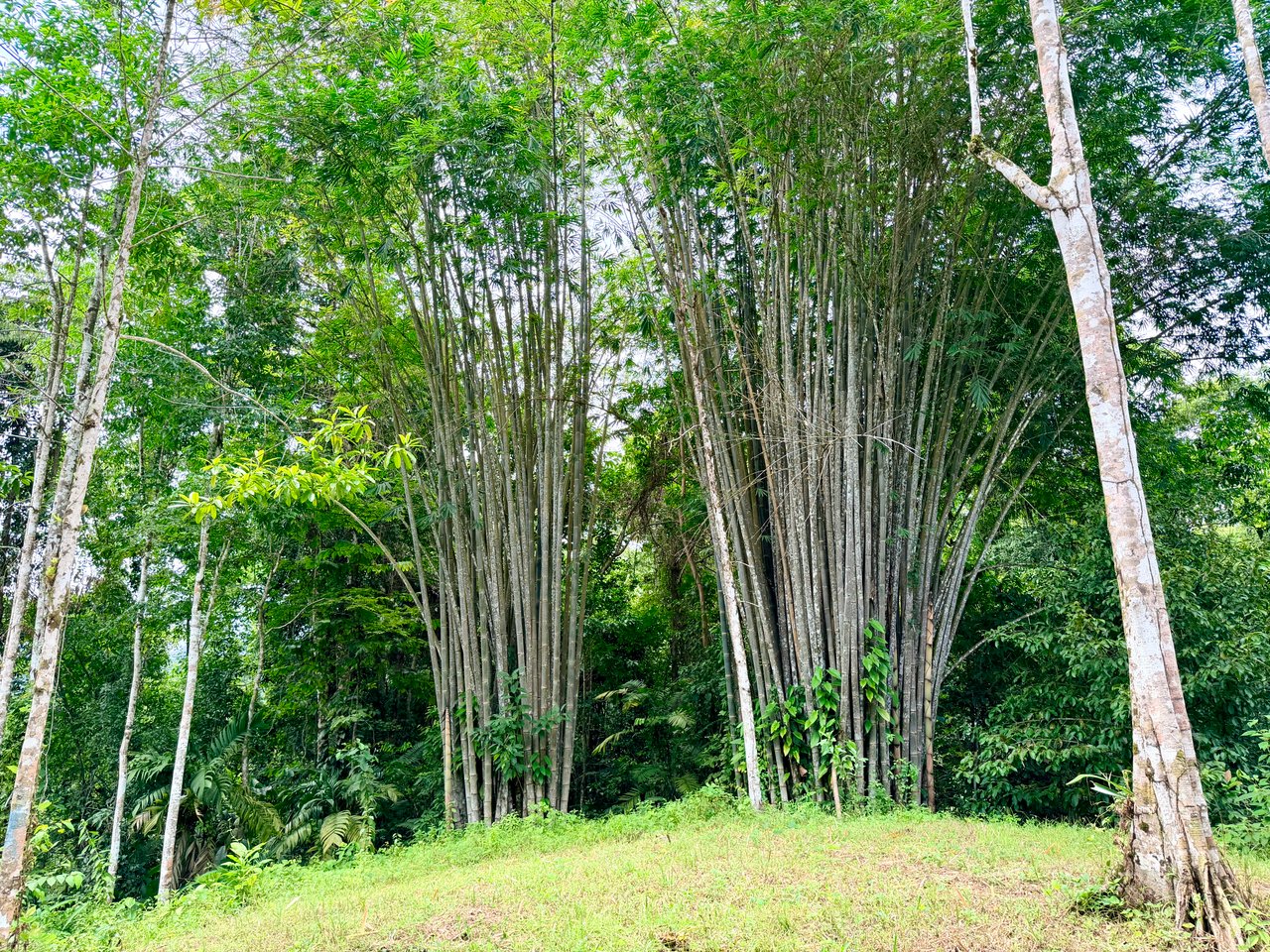 La Unión Road Development – Buildable Lots with River Access in Uvita