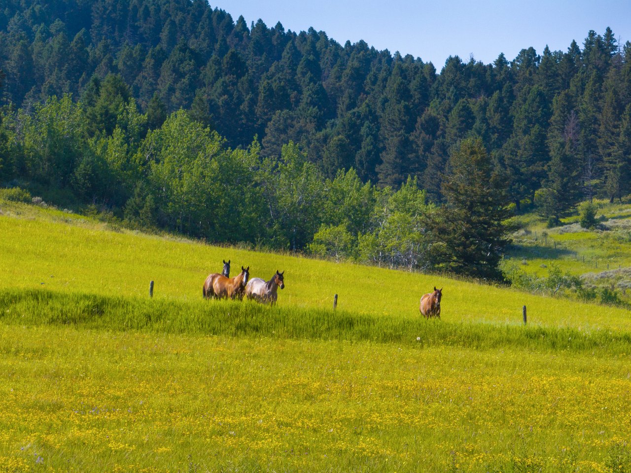 The Montana Trifecta: 40 Acres, Spring Creeks, and Powder Days Minutes from Bozeman