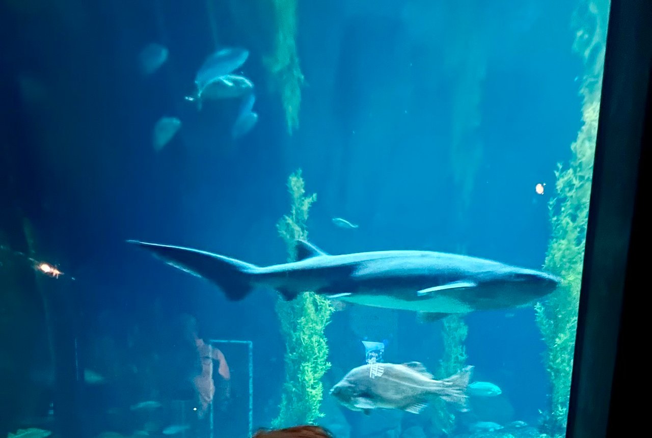 Shark swimming through the Open Ocean exhibit at the Monterey Bay Aquarium in Monterey, California, with kelp forest and marine life in the background