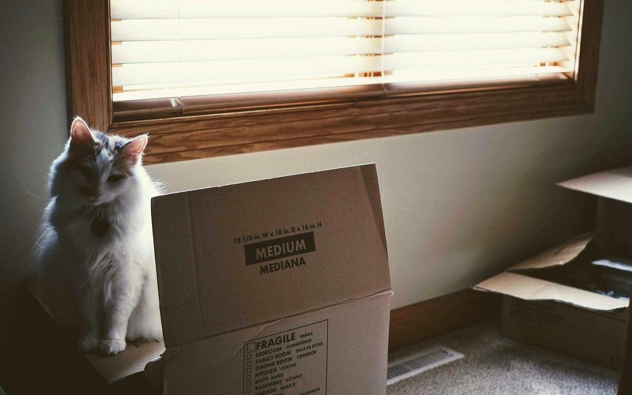 Tips for Moving with Pets